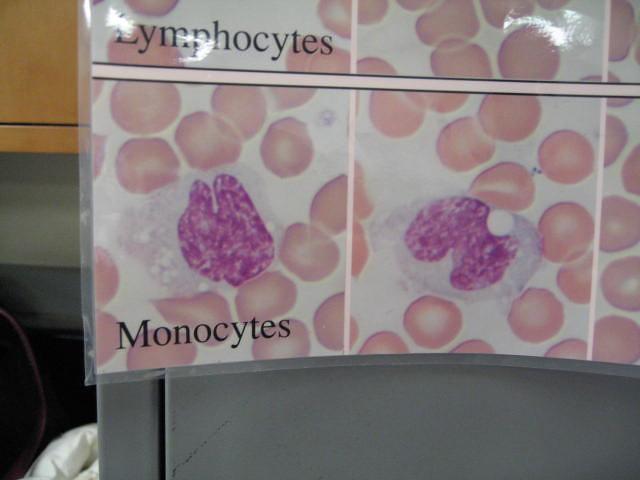 Hva er monocytter?